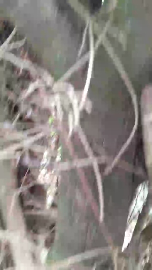 Lobooo19cm 02-02-2020  Recorded Video Toys