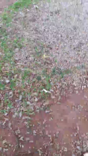 Synbaherrera 08-03-2020  Recorded Video Cam