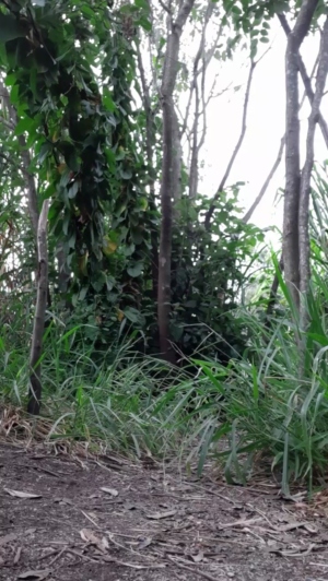 Synbaherrera 19-03-2020  Recorded Video Topless