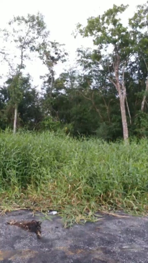 maxpayne4 22-03-2020  Recorded Video Cam