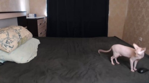 mark_normal 31-03-2020  Recorded Video XXX