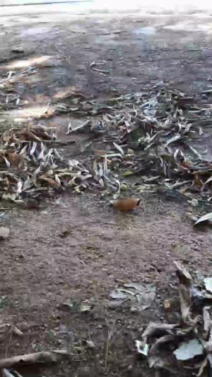 Synbaherrera 01-04-2020  Recorded Video Cam
