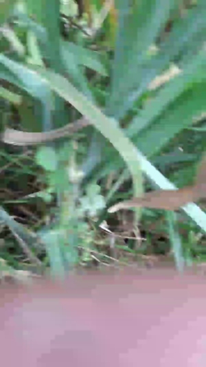 Synbaherrera 07-04-2020  Recorded Video Webcam