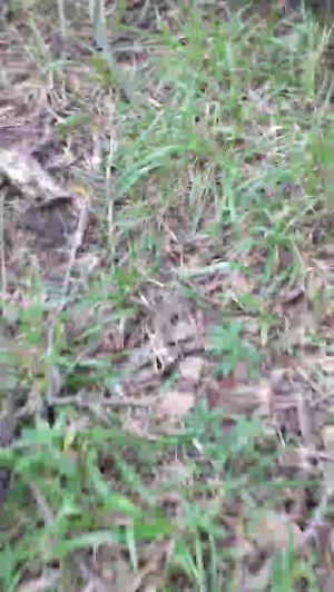 Lobooo19cm 12-04-2020  Recorded Video Cam