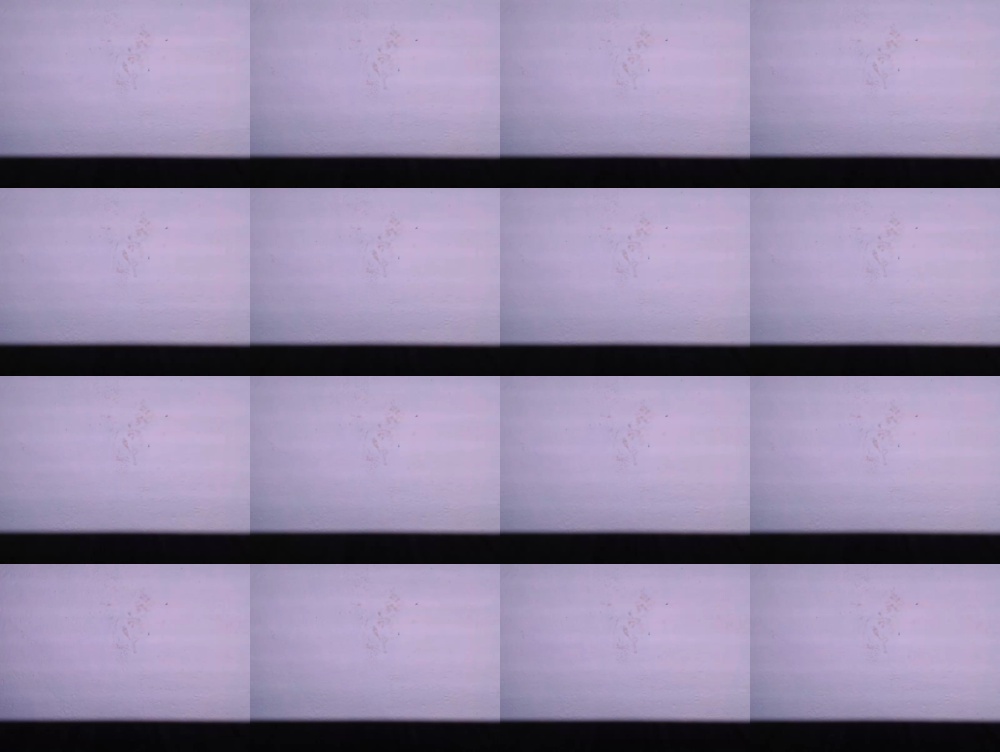 fenicerossa 20-04-2020  Recorded Video Toys