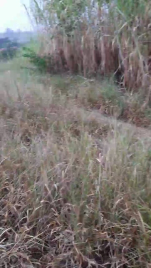 Synbaherrera 06-05-2020  Recorded Video Porn