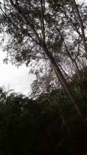 Synbaherrera 14-05-2020  Recorded Video Download