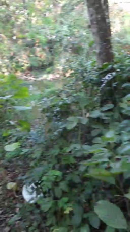 Synbaherrera 19-07-2020  Recorded Video Nude