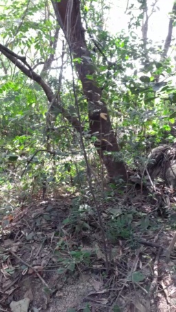 Synbaherrera 26-07-2020  Recorded Video Topless