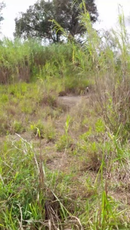 Synbaherrera 30-07-2020  Recorded Video Download