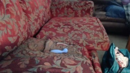 Dawnwillow  31-07-2020 Recorded Free
