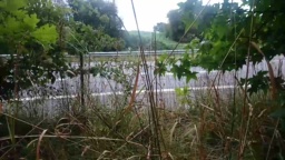 lepamplemous 02-08-2020  Recorded Video Free