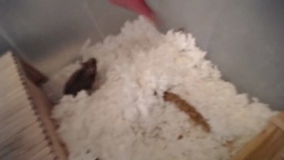 Iandola 11-09-2020  Recorded Show